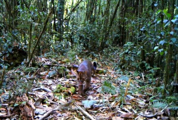 重庆动物园金猫"阿宅"走了:超过15岁,比大熊猫还珍贵