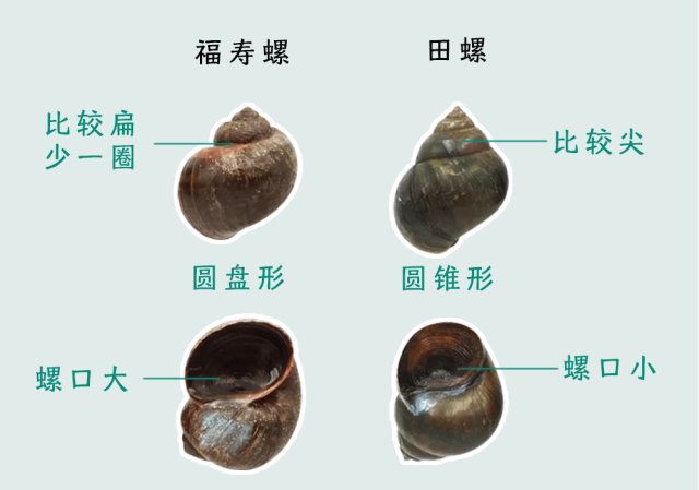 一只福寿螺含6000条寄生虫?到底谁在卖给我们吃?