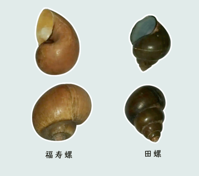 一只福寿螺含6000条寄生虫?到底谁在卖给我们吃?