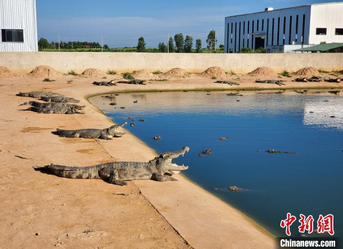 首先在活体鳄鱼方面,可出售鳄鱼苗;售卖体重30斤到5