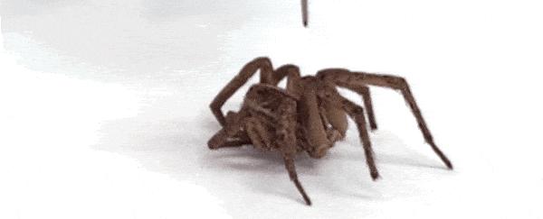小心僵尸蜘蛛!美专家将死蜘蛛改造成死灵机器人,充当机械爪