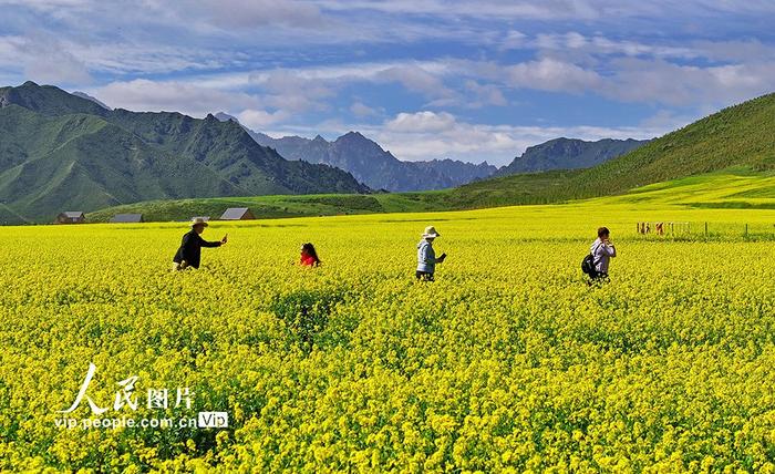 甘肃民乐:扁都口油菜花海迎客来