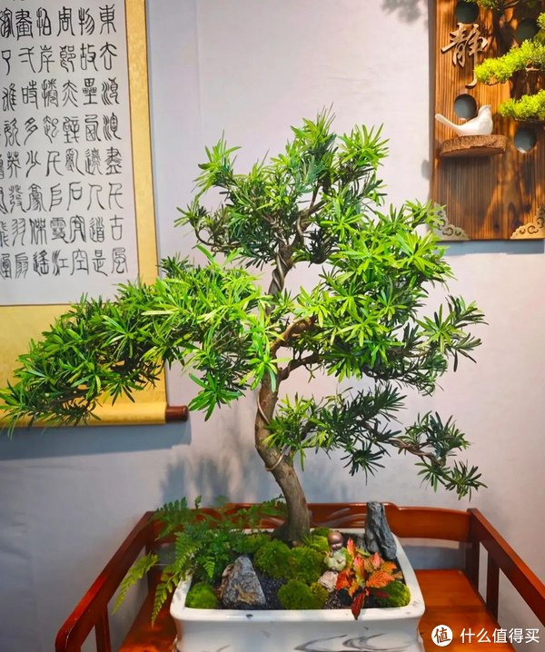 不过可以从小苗养起,经过修剪蟠扎,相信也能养成漂亮的盆景.