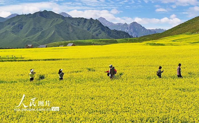 甘肃民乐:扁都口油菜花海迎客来