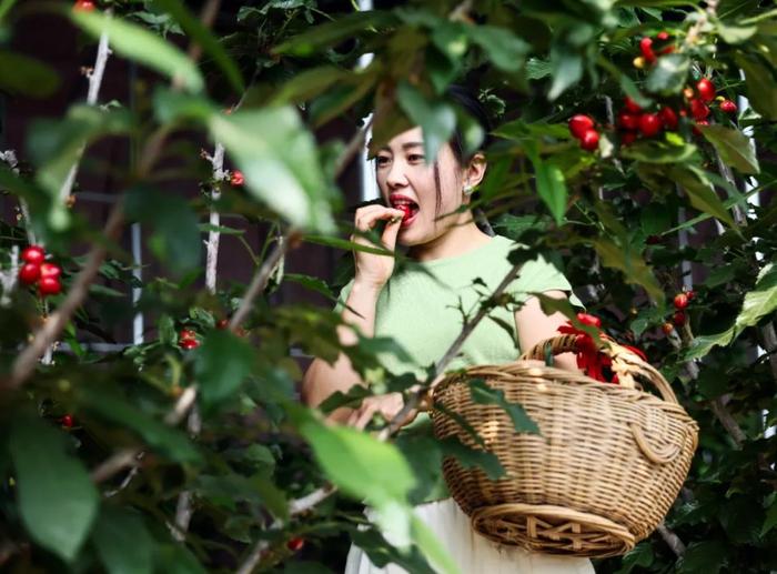 2024年，一名游客在山东省日照市东港区南湖镇山村水乡开心农场品尝樱桃。  兰红光 图