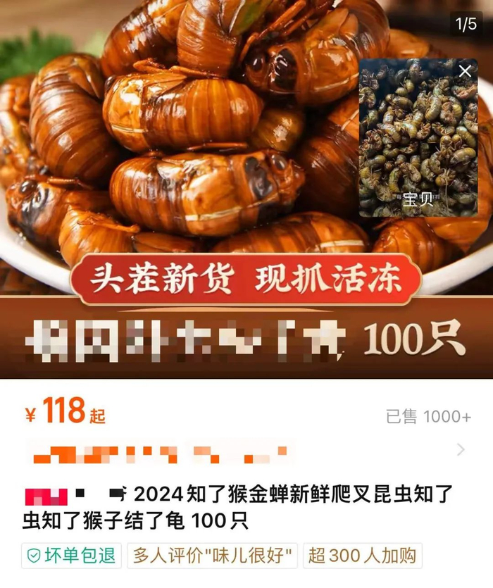 知了|知了猴|蝉蜕_新浪新闻
