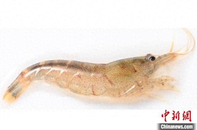 丹霞米虾。丹霞山管委会 供图