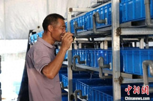 图为铜鼓县港口乡英朝村清水石斑鱼养殖基地内，王义华正在查看鱼苗繁育情况。铜鼓县融媒体中心供图