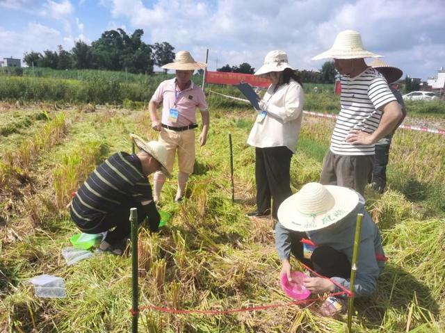 "机"收比武!柳州这些农机手,个个都是好手