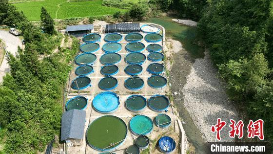 图为铜鼓县港口乡英朝村清水石斑鱼养殖基地航拍。铜鼓县融媒体中心供图