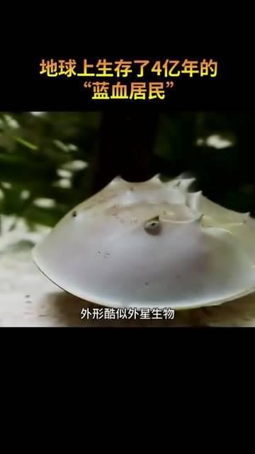 形似星际生物,体内蕴藏着神秘的湛蓝血液,这就是——鲎