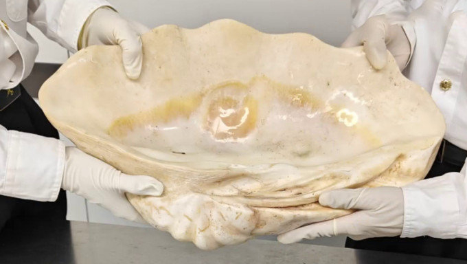 8公斤砗磲制品,从罗湖进入深圳被查!