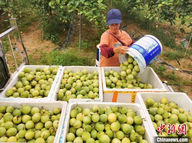 7月14日，台山市都斛镇龙和村，村民在采收成熟的百香果。李晓春 摄