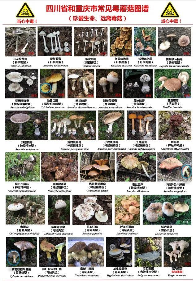 吃完一起躺板板……96误食有毒的蘑菇轻则中毒,重则致命!