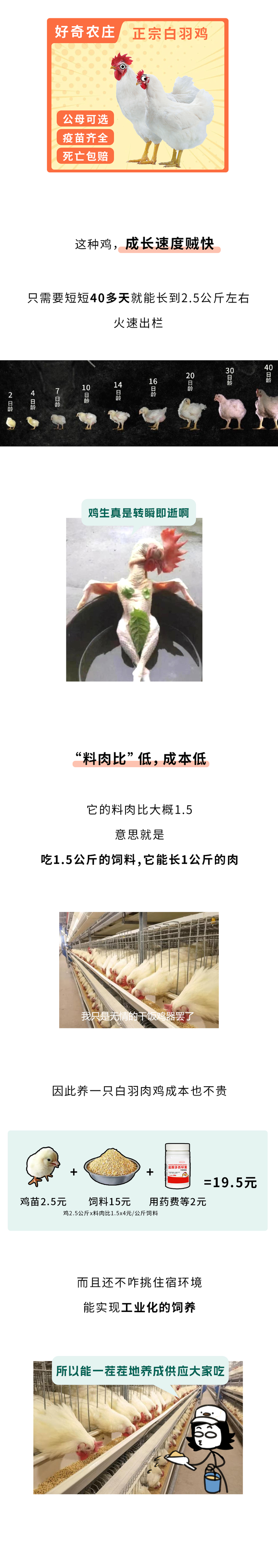 为什么买整只鸡这么便宜,买鸡的身体零件却这么贵?🧐__财经头条