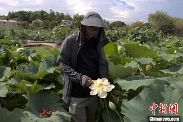 广昌县白莲产业发展中心内，郑兴汶博士正在研究莲花花瓣的性状。熊锦阳摄