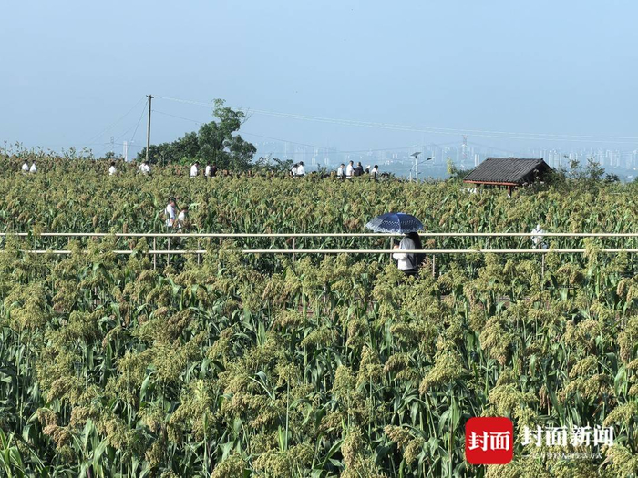世界美酒特色产区南溪迎来优质红粱采购商大会|宜宾市_新浪新闻