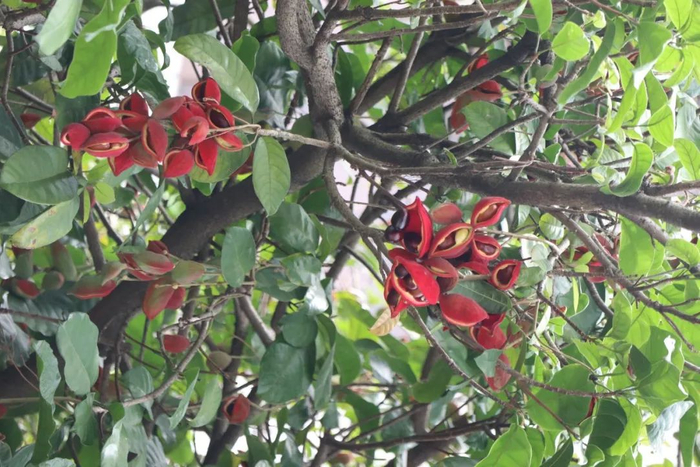 央视报道!北海"九层皮"出息了