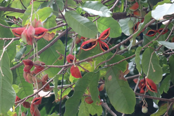 央视报道!北海"九层皮"出息了