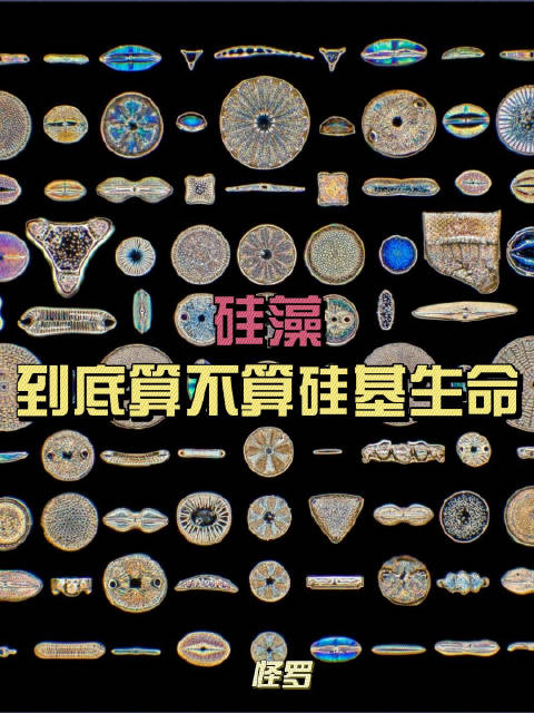 硅藻:它们用硅塑造身体,这到底算不算硅基生命?