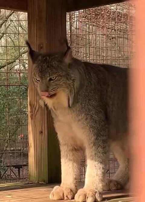 大龄猞猁图片