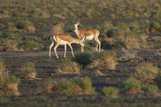 天山东部野生动植物。达吾提·热夏提 摄