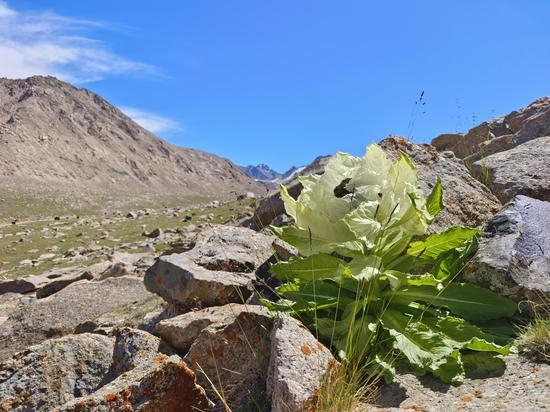 天山东部野生动植物。达吾提·热夏提 摄