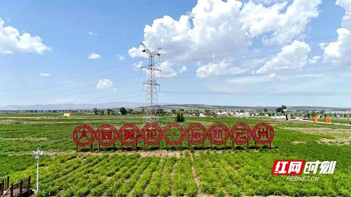 大同市云州区唐家堡村有机黄花标准化种植基地。受访者供图