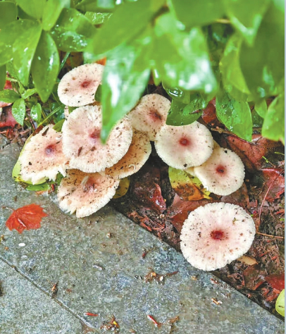 湖北鄂州喻女士在自家小区绿化带发现的野生蘑菇疑似一种毒蘑菇