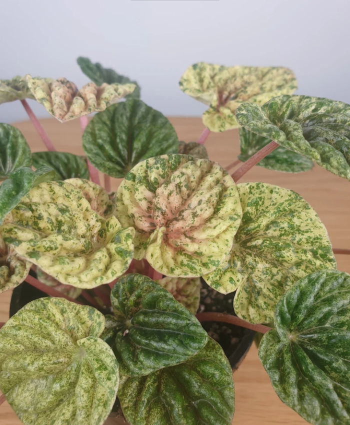 没病虫害,个子迷你的皱叶椒草,耐阴容易养