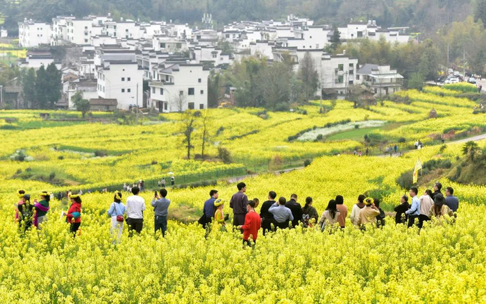 2024年3月24日，江西省上饶市婺源县溪头乡江岭村，游客在梯田油菜花海踏青赏花