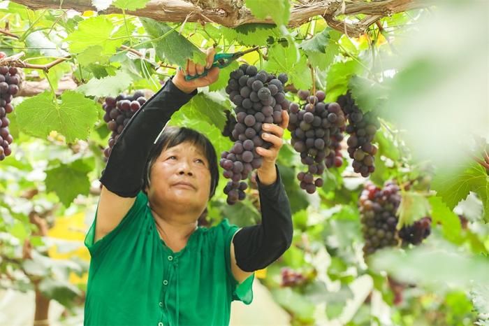 葡萄成熟收获期图片