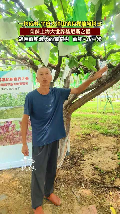 平度 大泽山镇:"葡萄树王"斩获大上海世界尼斯之最,冠幅面积 716 平方