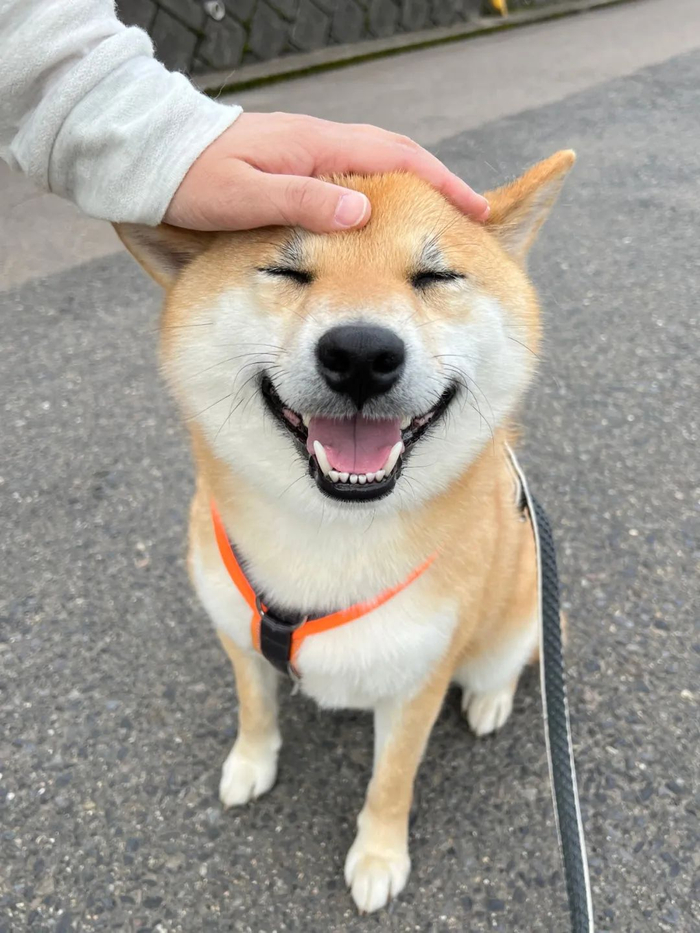 妥妥的一个戏精啊!