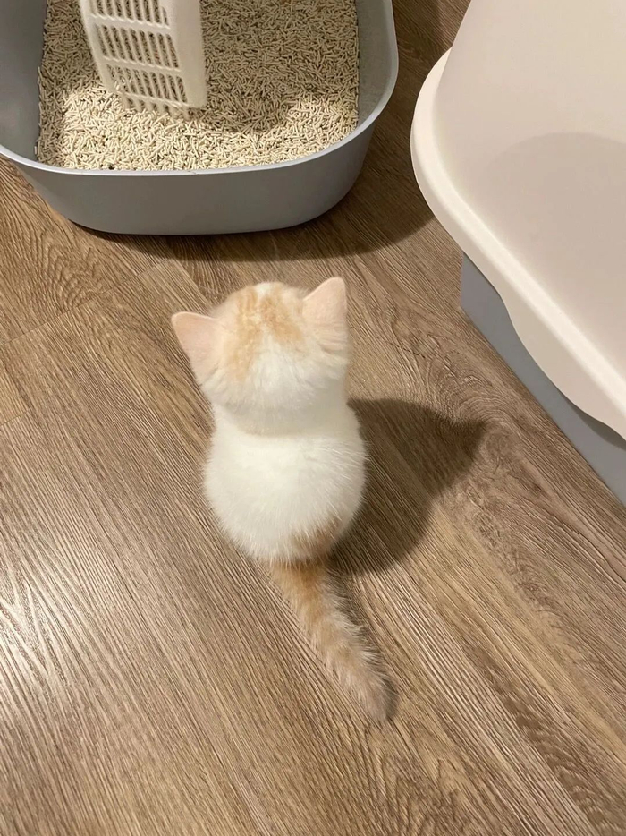 看着自己的粑粑消失的小猫咪,这个背影也太可爱了吧