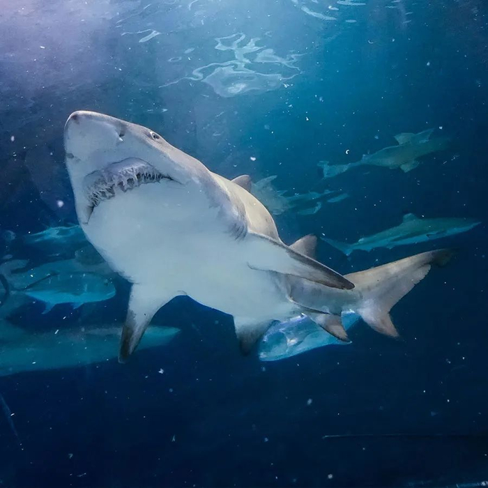 幼儿通识1001夜 | 海底动物大探秘:大白鲨