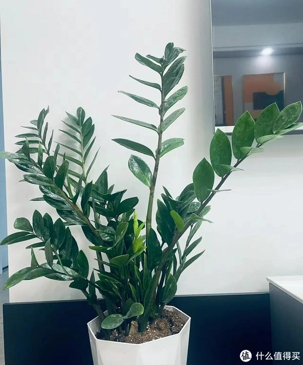 什么植物适合养在客厅?选这5种,不仅雅致还高档大气