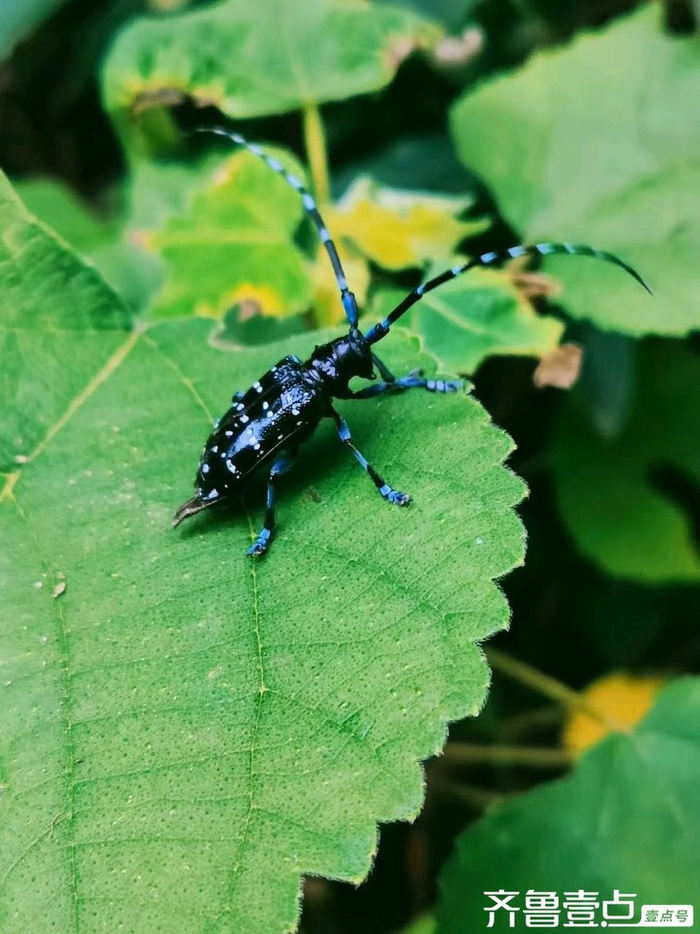 青未了|偶遇星天牛|星天牛|甲虫|昆虫|森林公园|触角