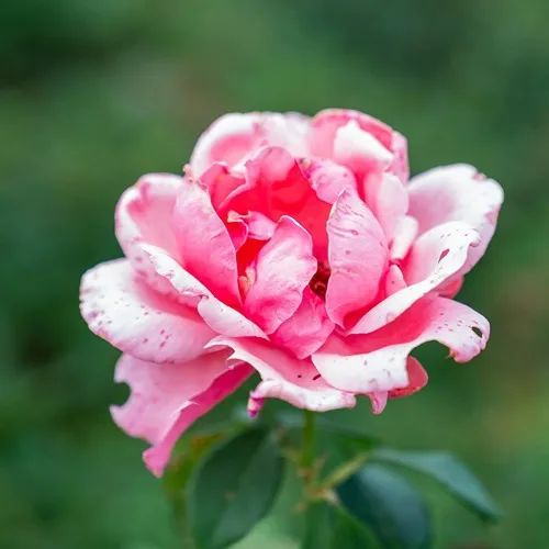 今天都美得不像话晋城的花草天空山水盛夏时节是如何做到网名头像统一