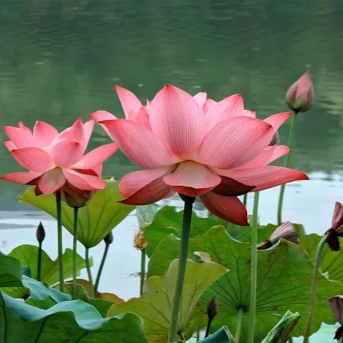 今天都美得不像话晋城的花草天空山水盛夏时节是如何做到网名头像统一