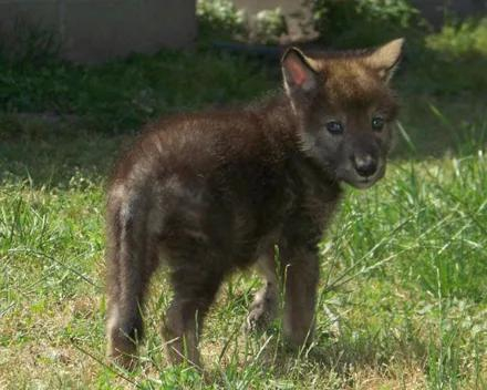 母狼意外怀孕生下狼崽,可没想到竟然有二哈血统,厉害了!