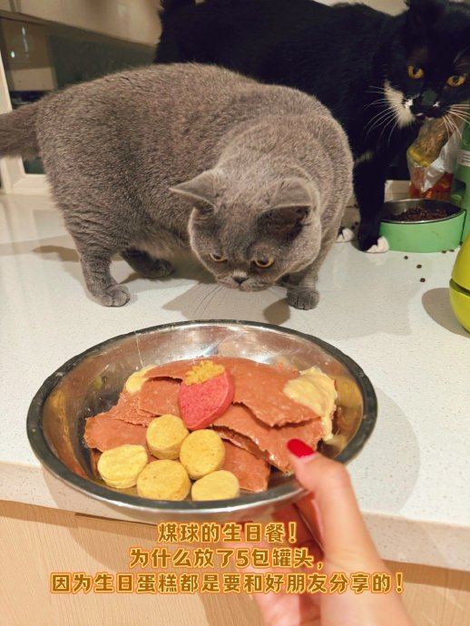 恶犬/花生拿铁 无线充电/八宝莲花贵5000/ 煤球的生日蛋糕/谄媚珠珠