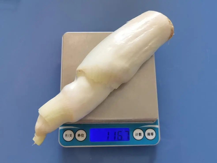 图：1 根茭白可食部约 100 克 图片来源：作者提供