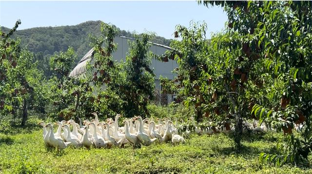 树下养鹅培育特色黄桃产业（王婷立 摄）