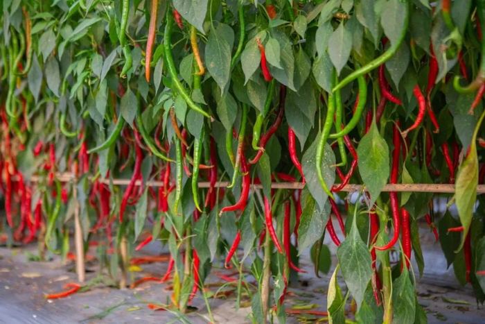 △图据乡村振兴博览园