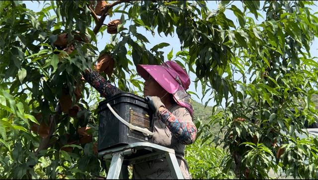 大连地村村民正在采摘黄桃（王婷立 摄）