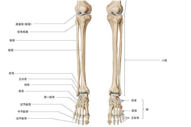 小腿外侧骨头突出图片