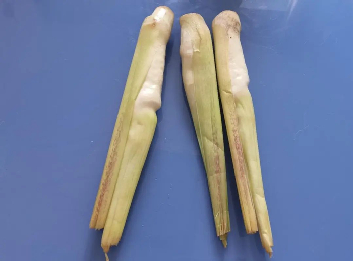 图片来源：作者提供