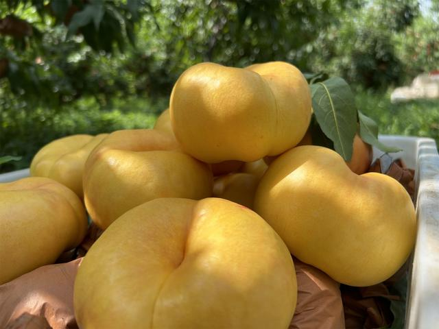 丰收的黄桃圆润饱满（王婷立 摄）