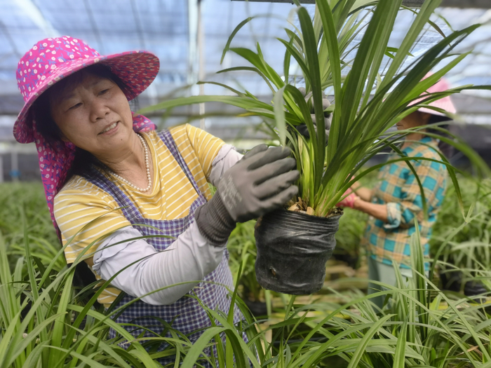 江西于都县禾丰镇兰花小镇，尹善香正在挑选抽苞的兰花。新京报记者 周怀宗 摄